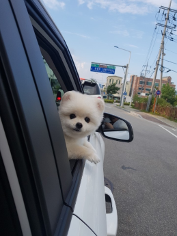 춘천 애견동반 가능한 공간 소개 캠페인